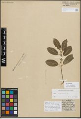 Foto von Salix myrsinifolia Salisb.